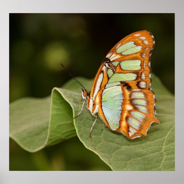 Malachite butterfly perched on a leaf poster (Front)