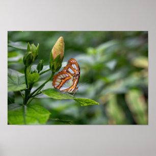Malachite butterfly poster