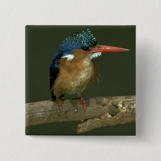 Malachite Kingfisher 15 Cm Square Badge