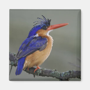 Malachite Kingfisher, Alcedo cristata, Lake Magnet