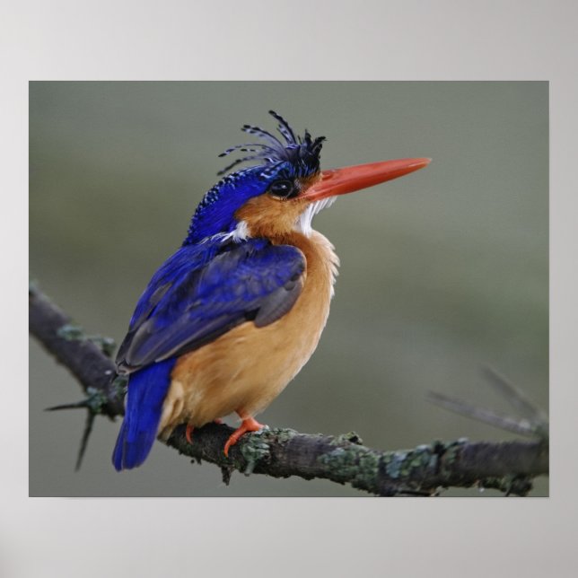 Malachite Kingfisher, Alcedo cristata, Lake Poster (Front)