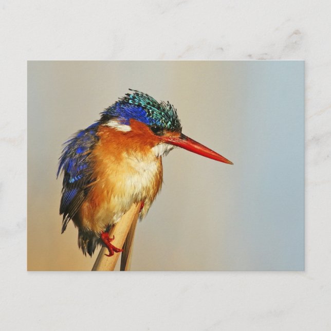 Malachite Kingfisher Postcard (Front)