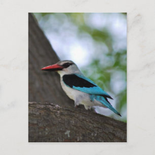 Malachite Kingfisher South Africa Postcard