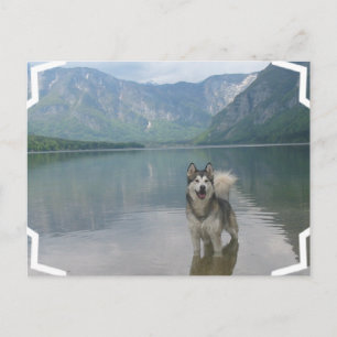Malamute Dog Postcard