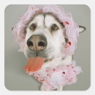 Malamute Dog Wearing a Tutu and Sticking Out Square Sticker