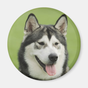 Malamute Magnet