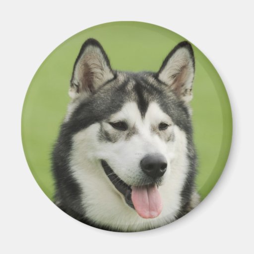 Image of Malamute Magnet