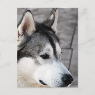 Malamute Photo Postcard