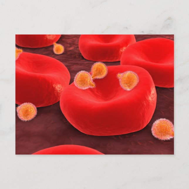 Malaria Parasites Within Red Blood Cells Postcard (Front)