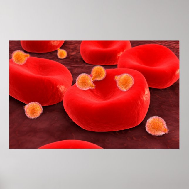 Malaria Parasites Within Red Blood Cells Poster (Front)