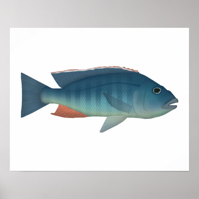 Malawi Hawk Poster (Front)