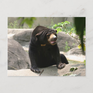 Malaya sun bear postcard