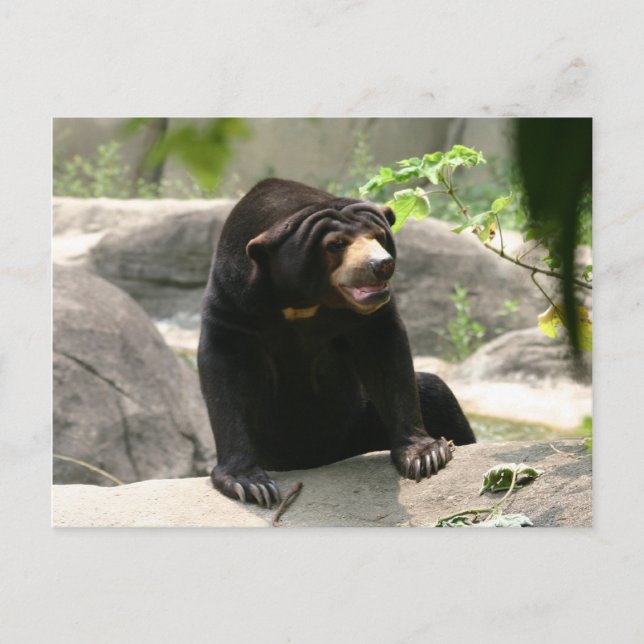 Malaya sun bear postcard (Front)