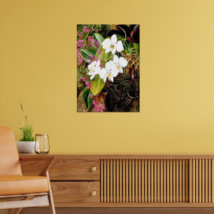 Malayan Moth Orchid and an American Climber Poster