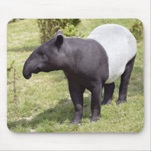 Malayan tapir on grass mouse mat