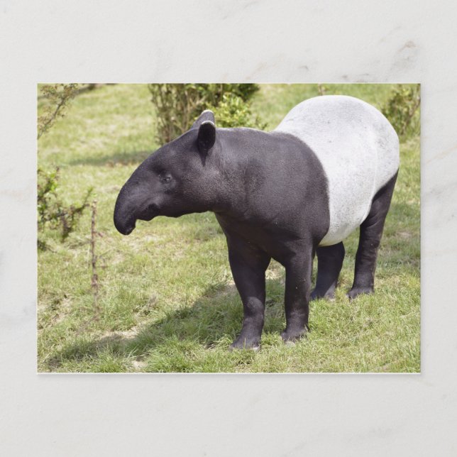 Malayan tapir on grass postcard (Front)