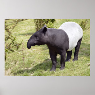 Malayan tapir on grass poster