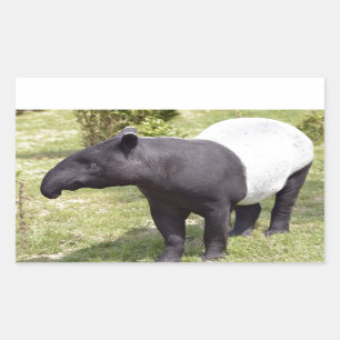 Malayan tapir on grass rectangular sticker