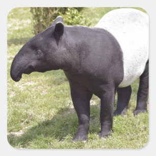 Malayan tapir on grass square sticker
