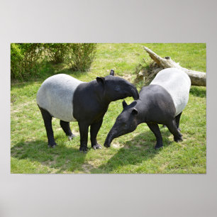 Malayan tapirs on grass poster