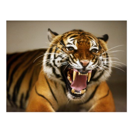 Malayan Tiger #2 postcard