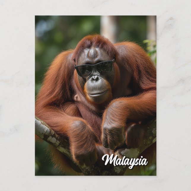 Malaysia Orangutan with sunglasses Postcard (Front)