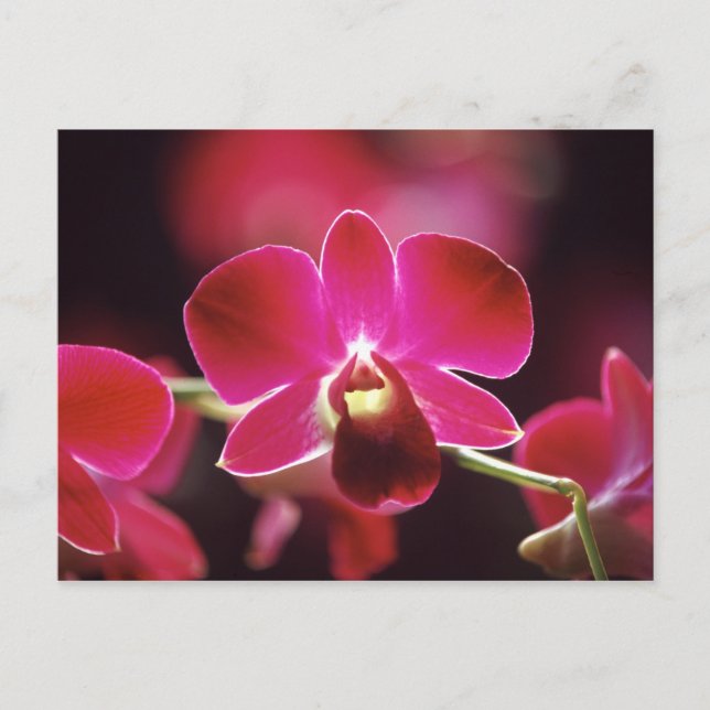 Malaysia, Orchid Postcard (Front)