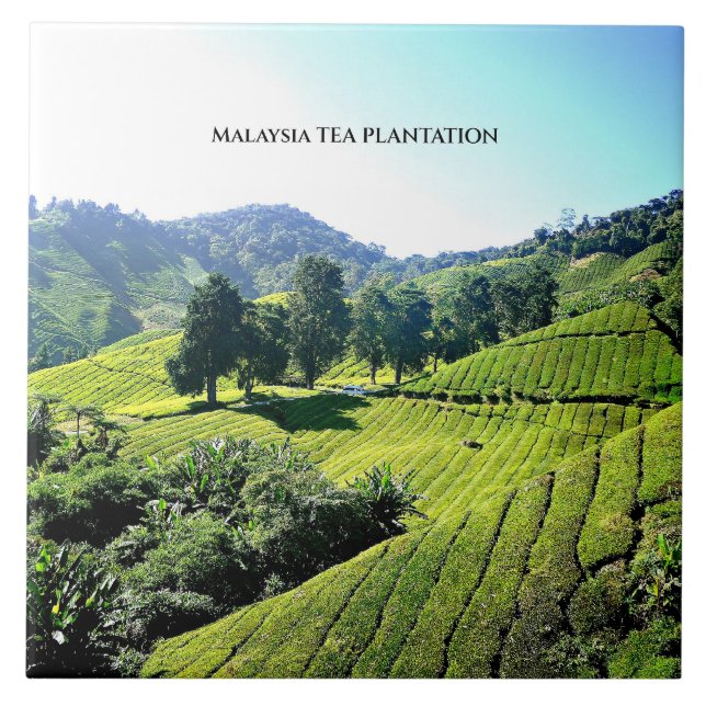 Malaysia Tea Plantation Tile (Front)