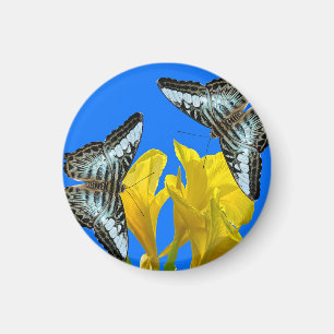 Malaysian blue clipper butterflies on Canna King  Magnet
