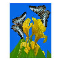 Malaysian blue clipper butterflies on Canna King 