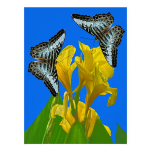 Malaysian blue clipper butterflies on Canna King  Poster