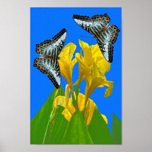 Malaysian blue clipper butterflies on Canna Poster