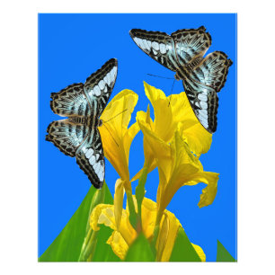 Malaysian blue clipper butterfly Photo Enlargement Print