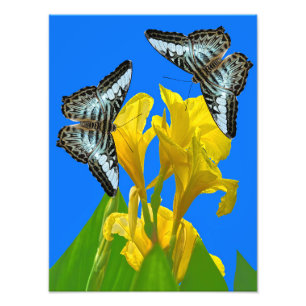 Malaysian blue clipper butterfly Photo Enlargement Print