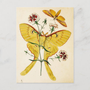 Malaysian Moon Moth & China Pink Postcard