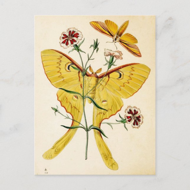 Malaysian Moon Moth & China Pink Postcard (Front)