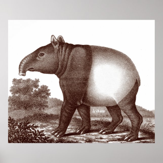 Malaysian Tapir in a Landscape from Antique Print (Front)