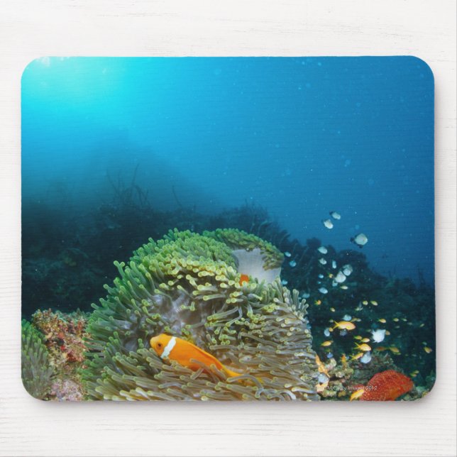 Maldives Anemone fish swimming underwater Mouse Mat (Front)