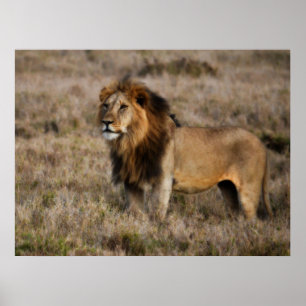 Male African Lion in Grass Poster