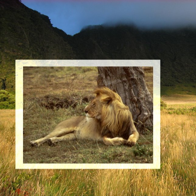 Male African Lion Resting under a Comfortable Tree Postcard (Creator Uploaded)