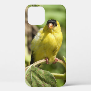 Male American Goldfinch iPhone 12 Case