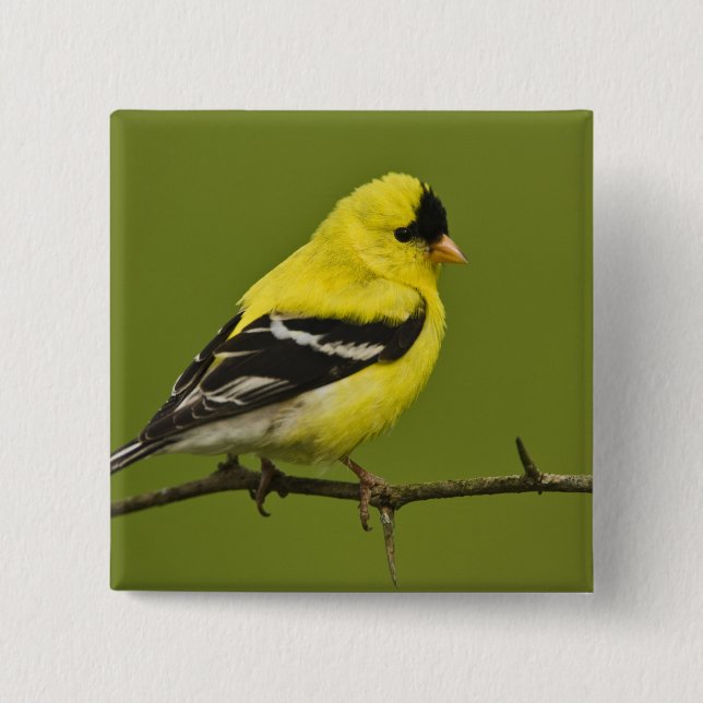 Male American Goldfinch in breeding plumage, 15 Cm Square Badge (Front)