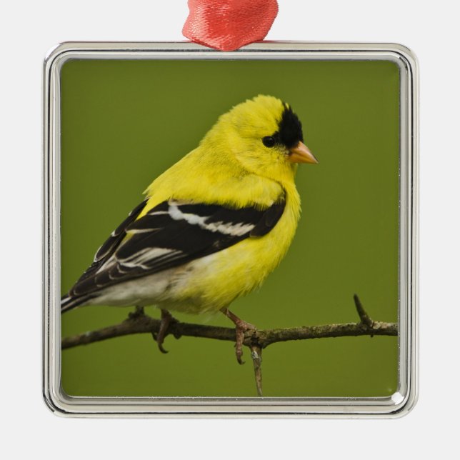 Male American Goldfinch in breeding plumage, Metal Tree Decoration (Front)