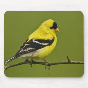 Male American Goldfinch in breeding plumage, Mouse Mat