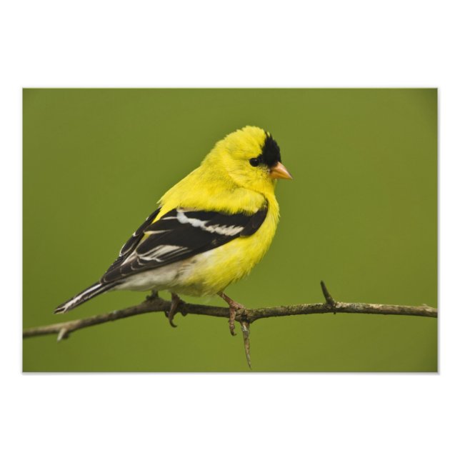 Male American Goldfinch in breeding plumage, Photo Print (Front)