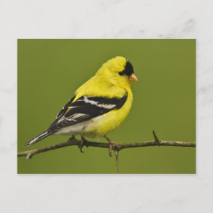Male American Goldfinch in breeding plumage, Postcard