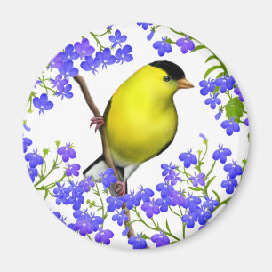 Male American Goldfinch in Lobelia Flowers Magnet