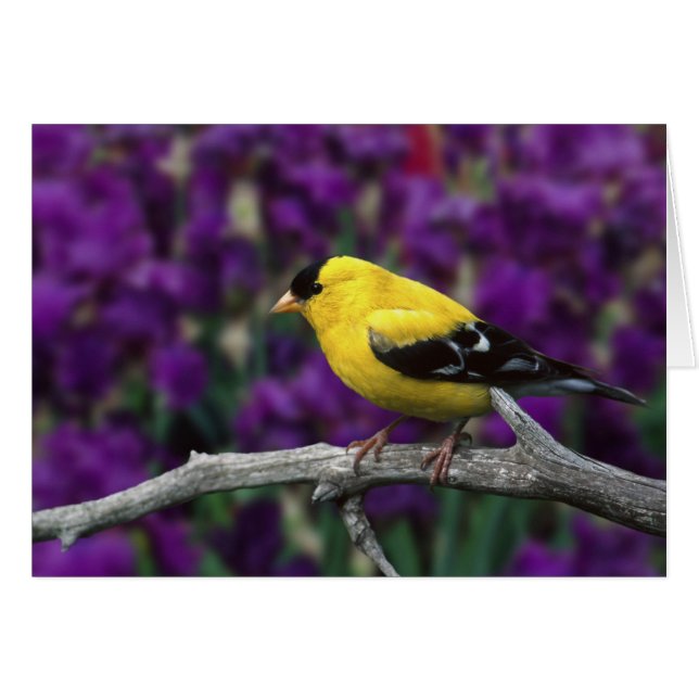 Male, American Goldfinch in summer plumage, (Front Horizontal)
