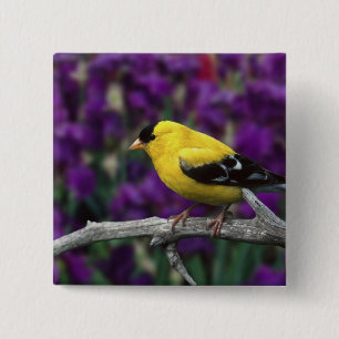 Male, American Goldfinch in summer plumage, 15 Cm Square Badge