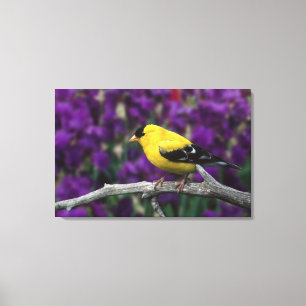 Male, American Goldfinch in summer plumage, Canvas Print